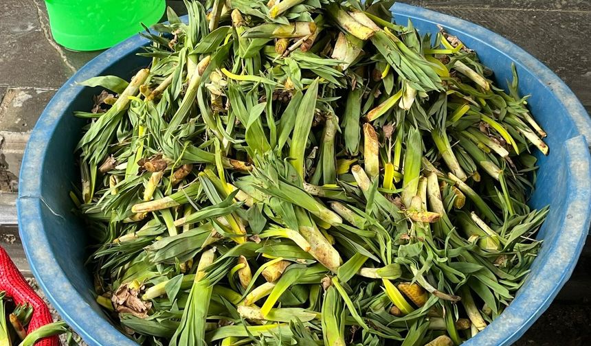 Van’ın Doğal Antibiyotiği: Çiriş Otu Tezgahlardaki Yerini Aldı