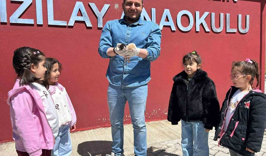 Van'daki  Anaokulunda Doğum Yapan Kedi, 6 Yavrusuyla Okulun Neşesi Oldu