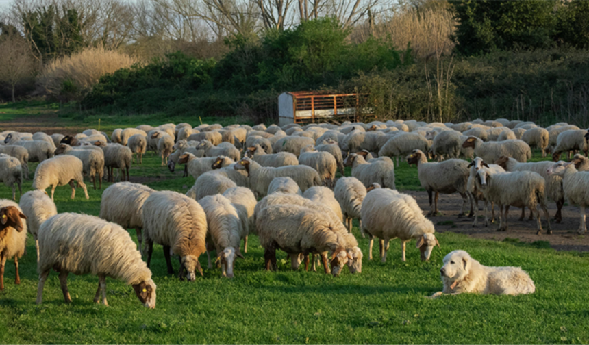 Vanlı çiftçilere müjde: O projenin başvuruları başladı