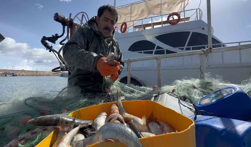 Van Balığının Üreme Dönemi Başladı, Av Yasağı Bugün İtibarıyla Başlıyor