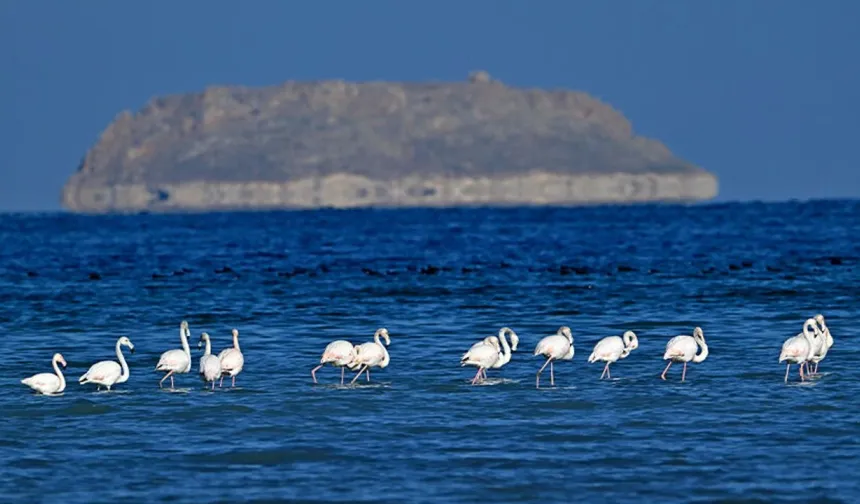 Van Gölü havzasında bahar müjdesi: Allı turnalar geri döndü