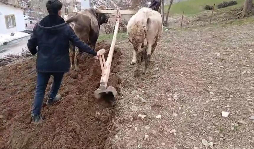 Bahçesaray’ın sarp yamaçlarında karasabanla tarım sürüyor