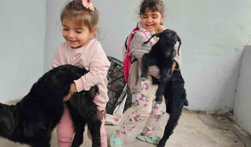 Gök gürültüsünden ürken yavru keçiler 3’üncü kattaki balkona sığındı