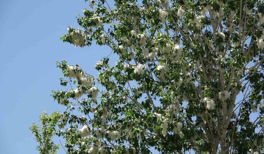 Van'da Kabus Geri Döndü: Polen İstilasına Karşı Uzmanlardan Peş Peşe Uyarılar