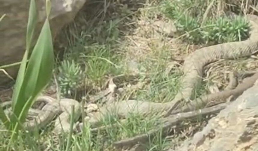 Hakkari’de dev engerek görüldü