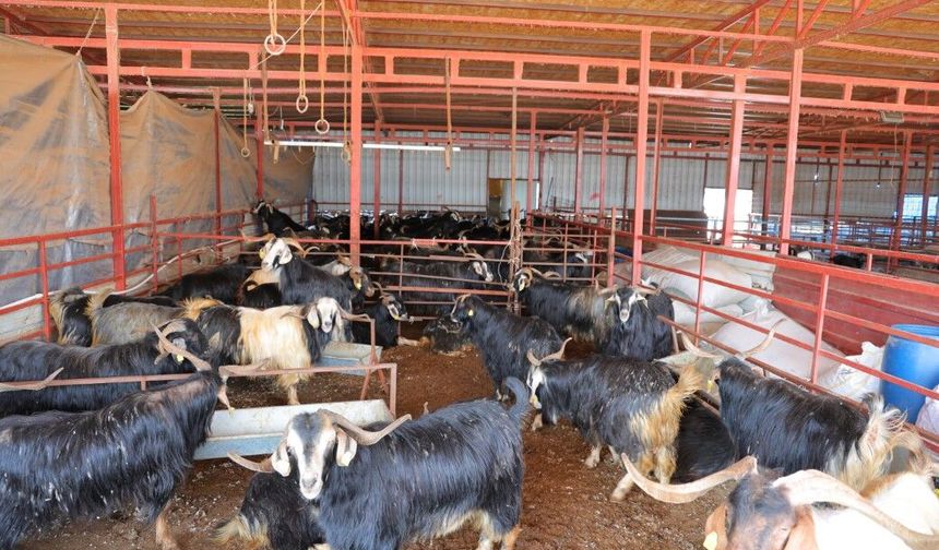 Kahramanmaraş esnafından kurbanlıkta vatandaşlara destek