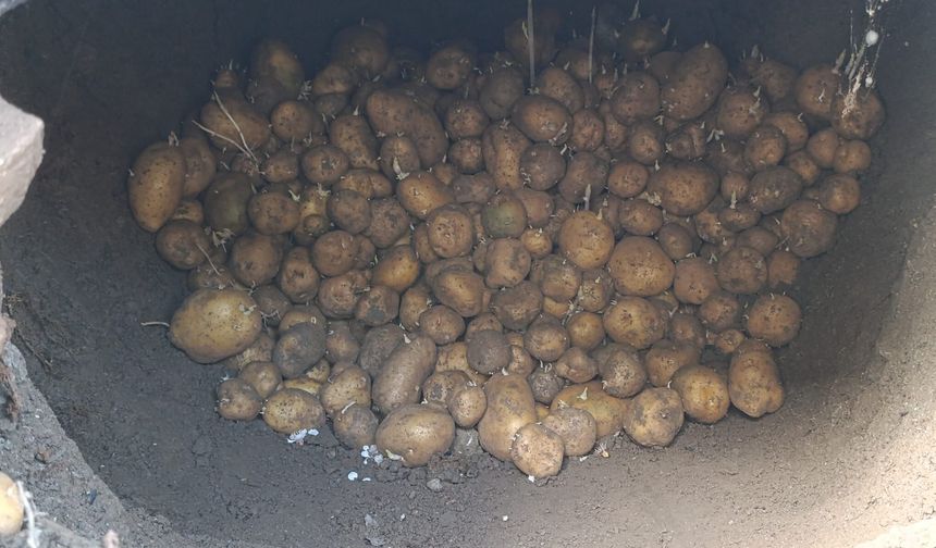 Van’da toprağa gömülen patatesler kış boyunca tüketiliyor