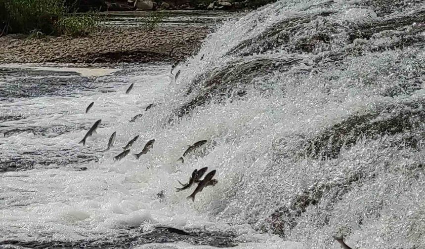 İnci Kefali Göç Yolu İçin Hazır: Van Gölü'ndeki Yolculuk Başlıyor