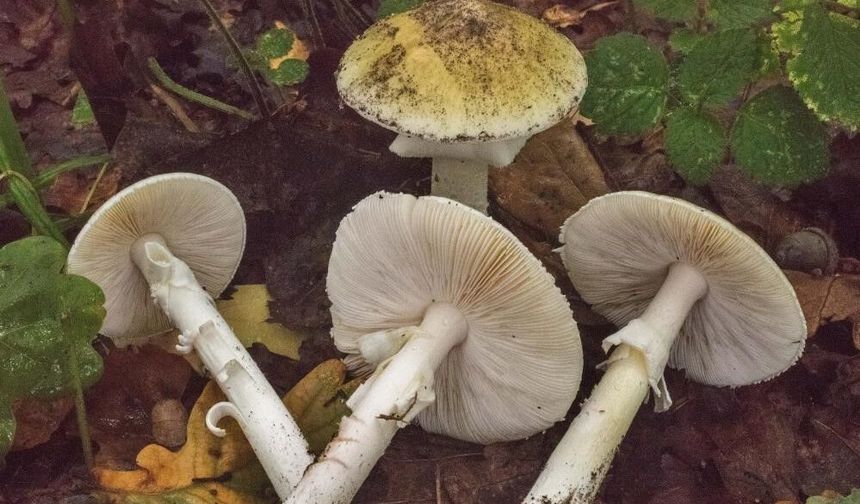 Bahar Yağışlarıyla Birlikte Mantar Zehirlenmelerine Dikkat