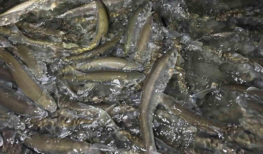 Van Gölü’nde inci kefali göçü başladı