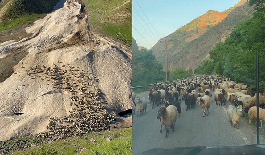 Bu yıl yayla sezonu gecikmeli başladı