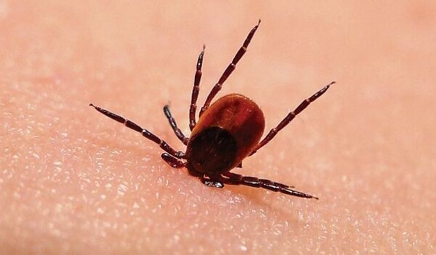 Van Sağlık Müdürlüğü'nden kene uyarısı!