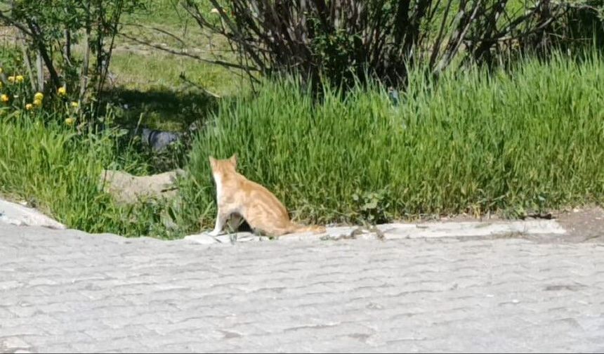 Van'da ot yiyen kedi dikkat çekti: Kediler neden ot yer?