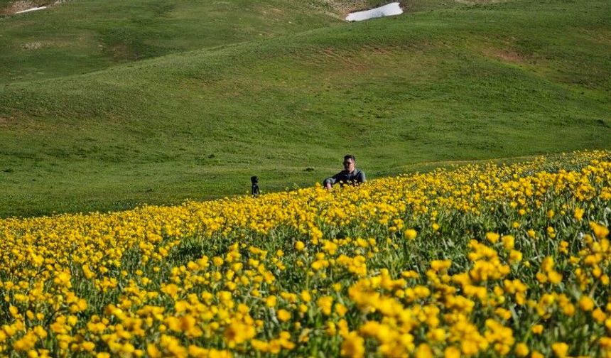 Bitlis’te Doğanın En Güzel Hali: Sarı Çiçek Tarlaları