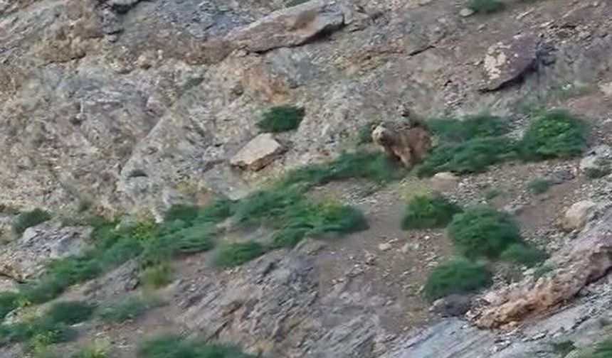 Hakkari'de yaban hayatından dikkat çeken kareler