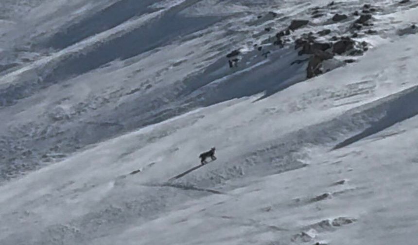 Bitlis’te Yaban Hayatının Gizemli Üyesi Vaşak Görüntülendi
