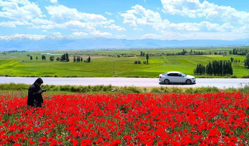 Muş’ta Gelincik Tarlası Kırmızıya Büründü