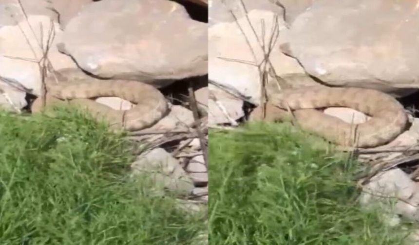 Hakkari Dağlarında Koca Engerek Yılanı Görüldü