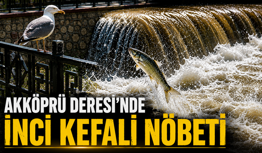 Akköprü Deresi'nde İnci Kefali Nöbeti