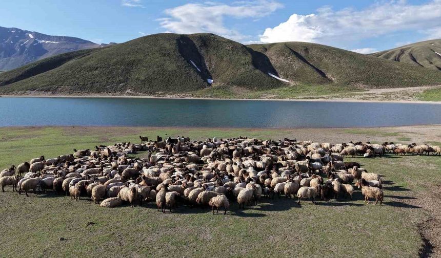 Göçerlerin Yaz Mesaisi Başladı: Bitlis Yaylaları Şenlendi