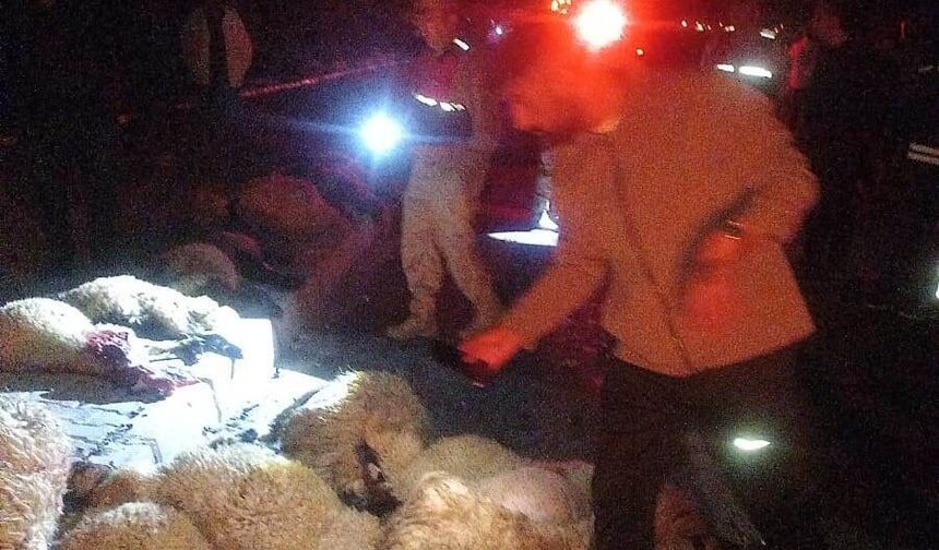 Gürpınar’da otomobil koyun sürüsüne çarptı: 17 koyun telef oldu