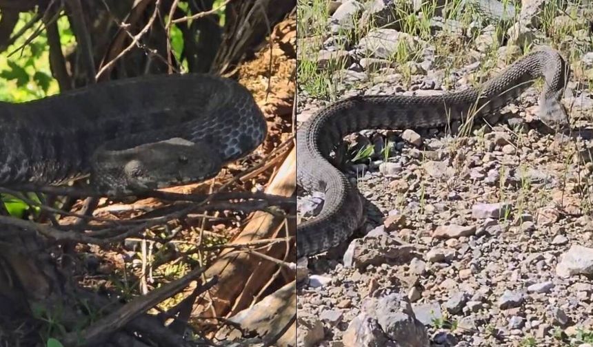 Tunceli’de Türkiye’nin En Zehirli Yılanı Görüntülendi