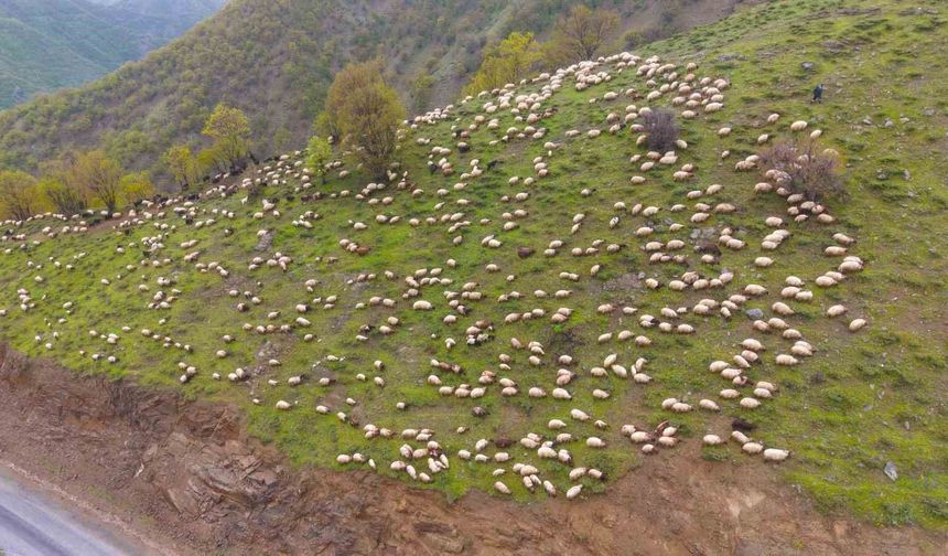 Muş’ta Besicilerin Yayla Göçü Başladı