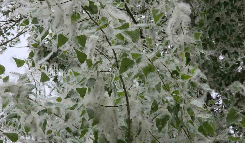 Van’da polen istilası: Vatandaşlar belediyelere çağrıda bulundu
