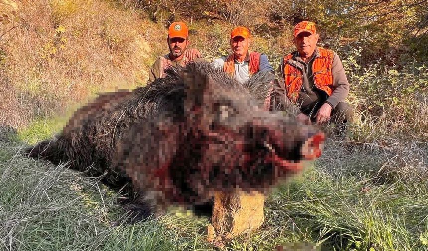 Avcılar bile şaşırdı: 300 kiloluk yaban domuzu avlandı