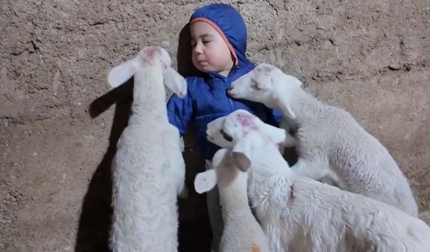 Kuzuların arasında kalan minik Yusuf’un tatlı halleri gülümsetti