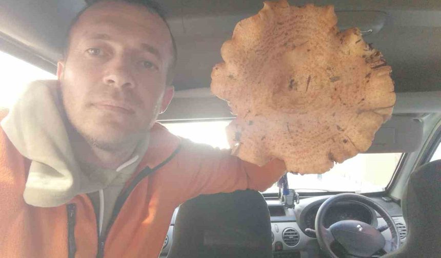 Dev mantar görenleri  şaşırtıyor