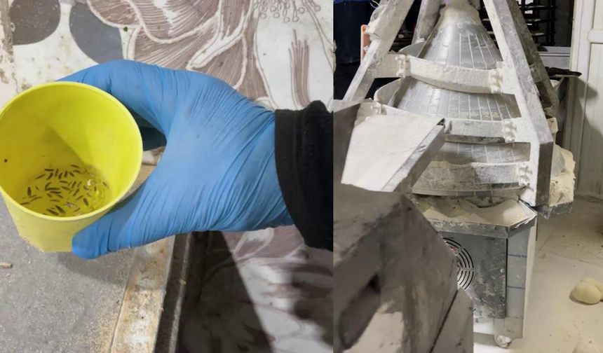 Fırın denetiminde mide bulandıran görüntüler