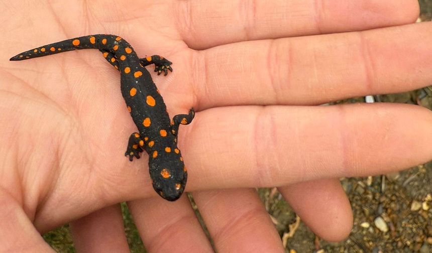 Van’da nadir rastlanan benekli semender görüldü