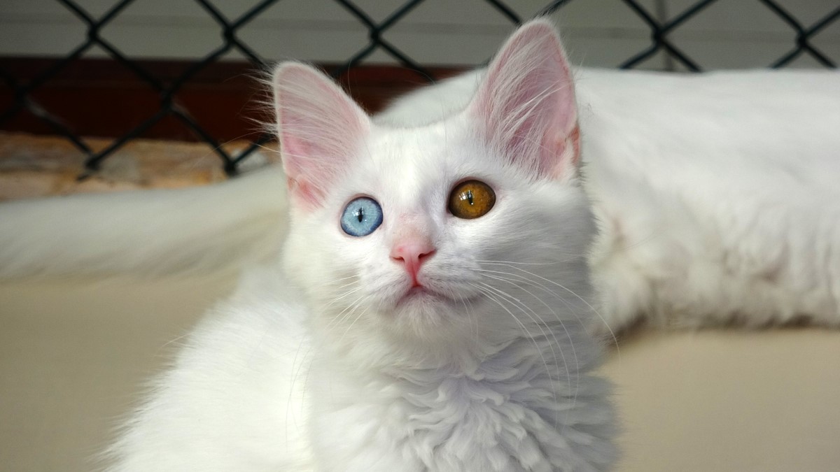 46300 Aw685782 02 Ozel