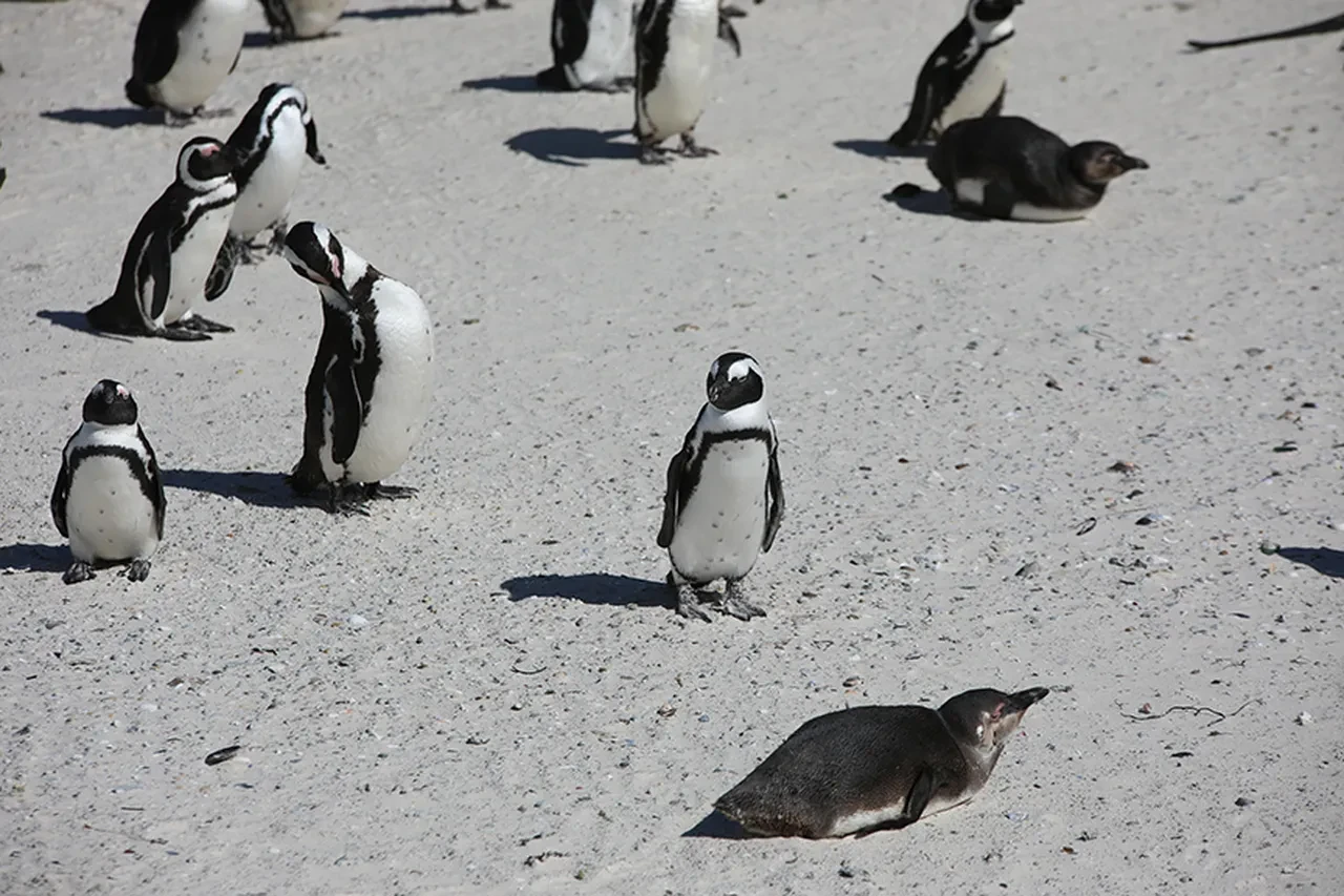 Penguen Videosu Ne Anlama Geliyor Nedir Sosyal Medyada Gundem Olan Penguen Videosunun 3278411 202601251359 1