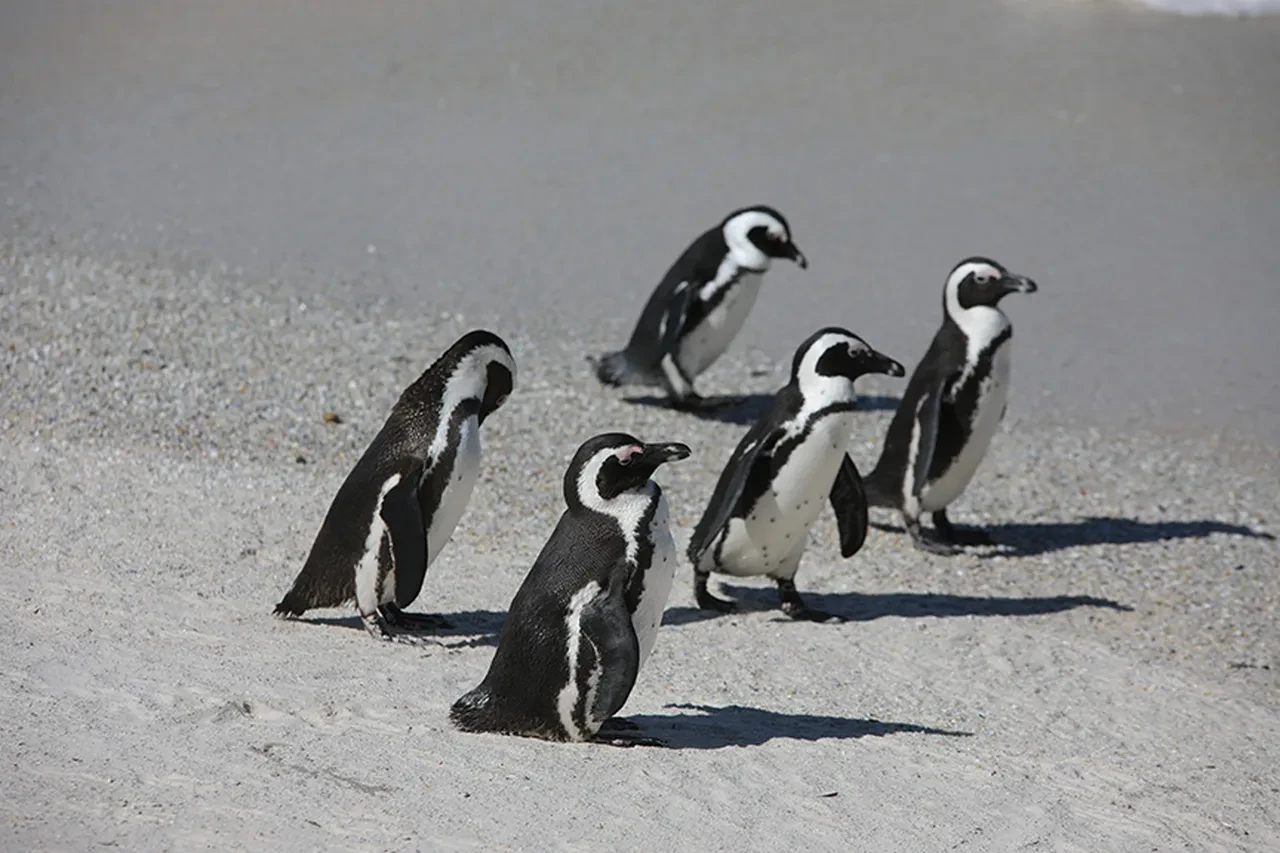 Penguen Videosu Ne Anlama Geliyor Nedir Sosyal Medyada Gundem Olan Penguen Videosunun 3278411 202601251359 2