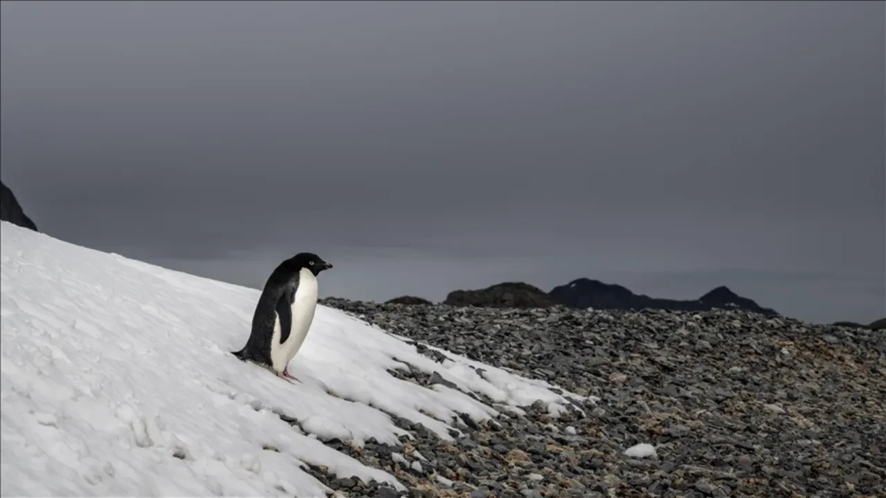 Penguen Videosu Ne Anlama Geliyor Nedir Sosyal Medyada Gundem Olan Penguen Videosunun 3278411