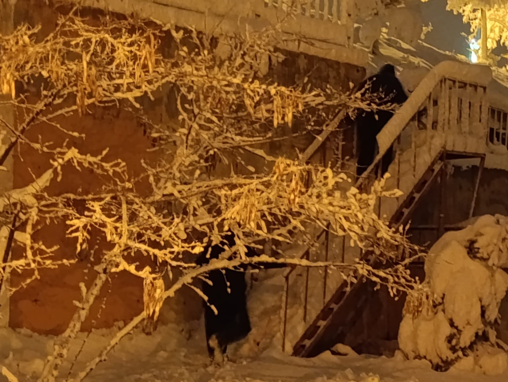 D3C16B58 E87F 4Fe3 Bf85 8F506Bcdfc95