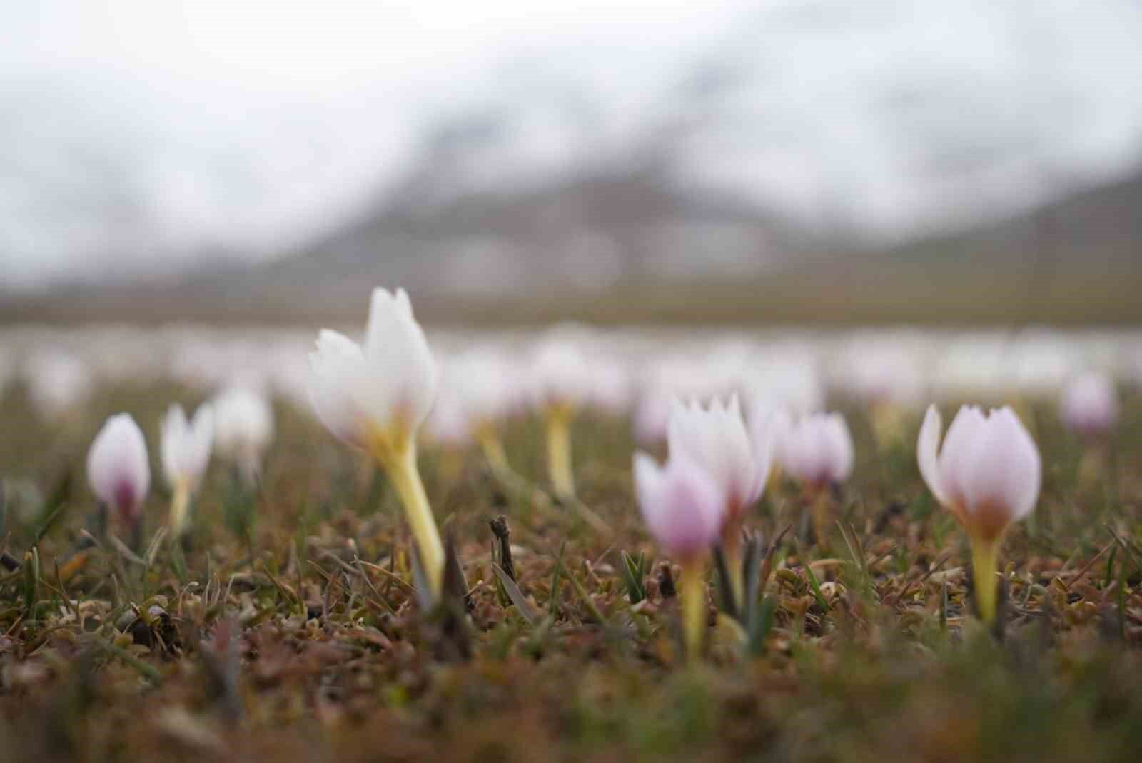 20260306Aw656433 7-1