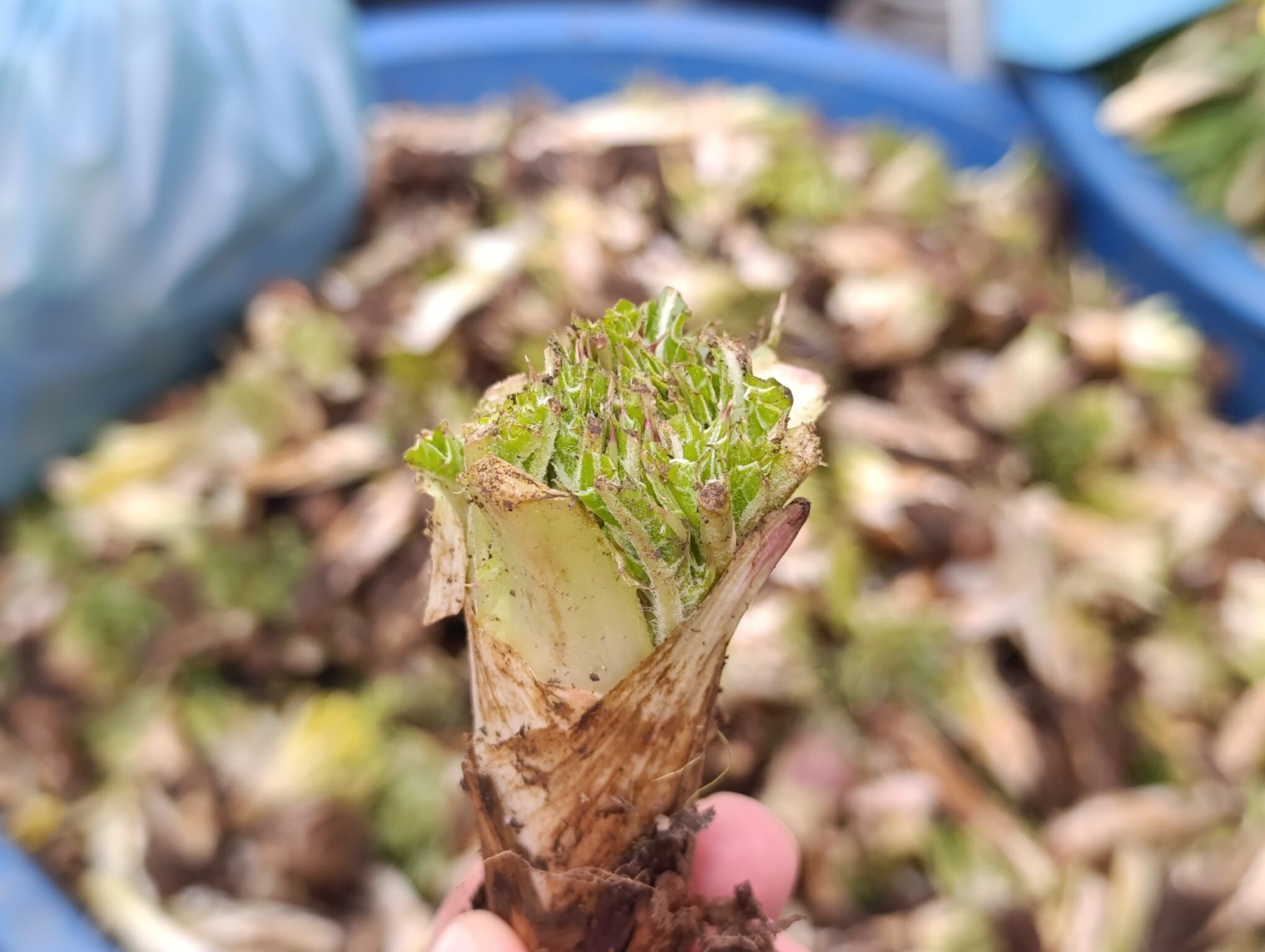 51E4F51F 631E 4F32 A002 5F7C4B77F7E6