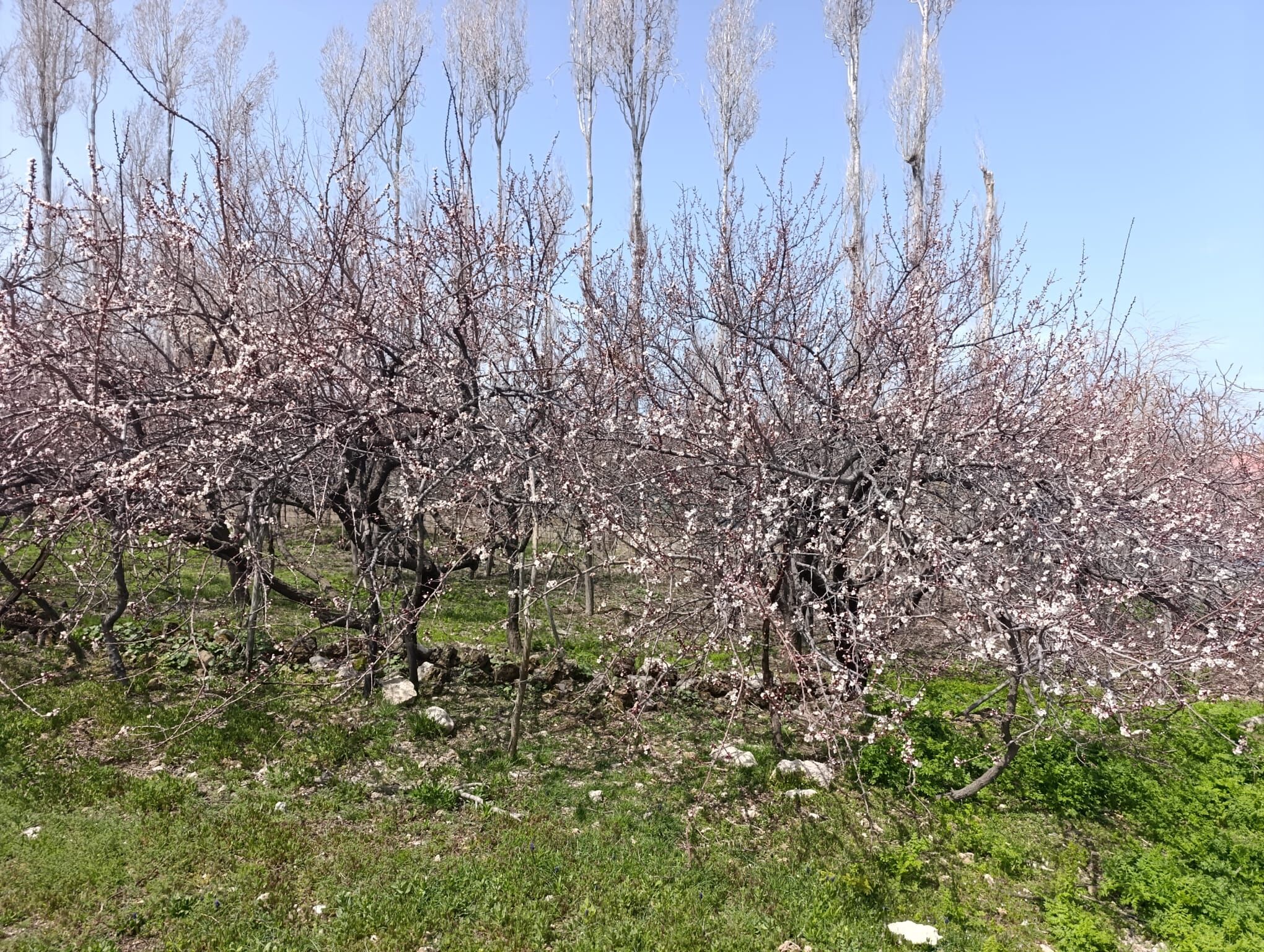 81Fe9596 F7A7 42Fd 9784 8313Ddb2520A