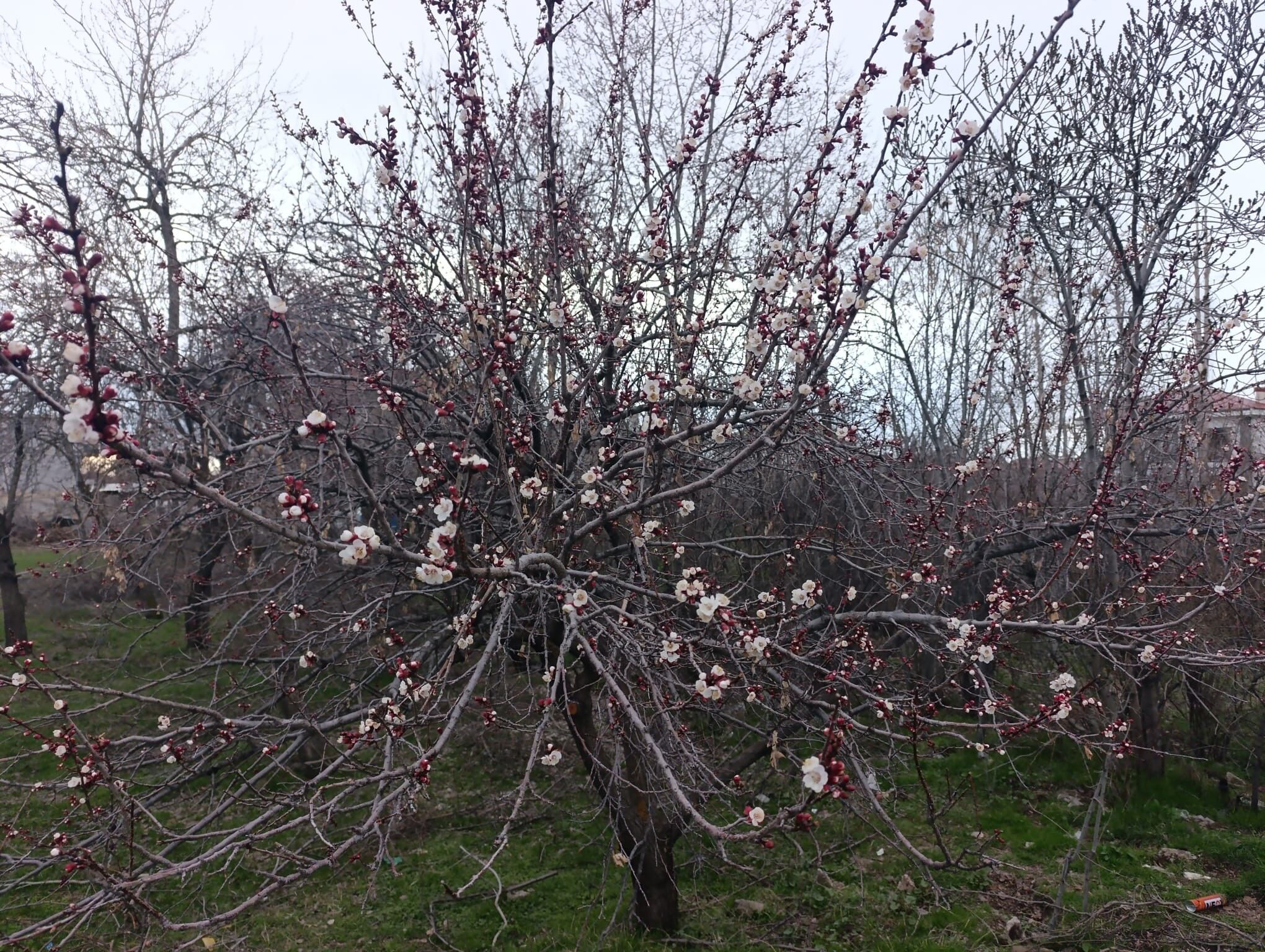 9E977Ad0 F2C7 4666 9Dab Fa82C2C69F45