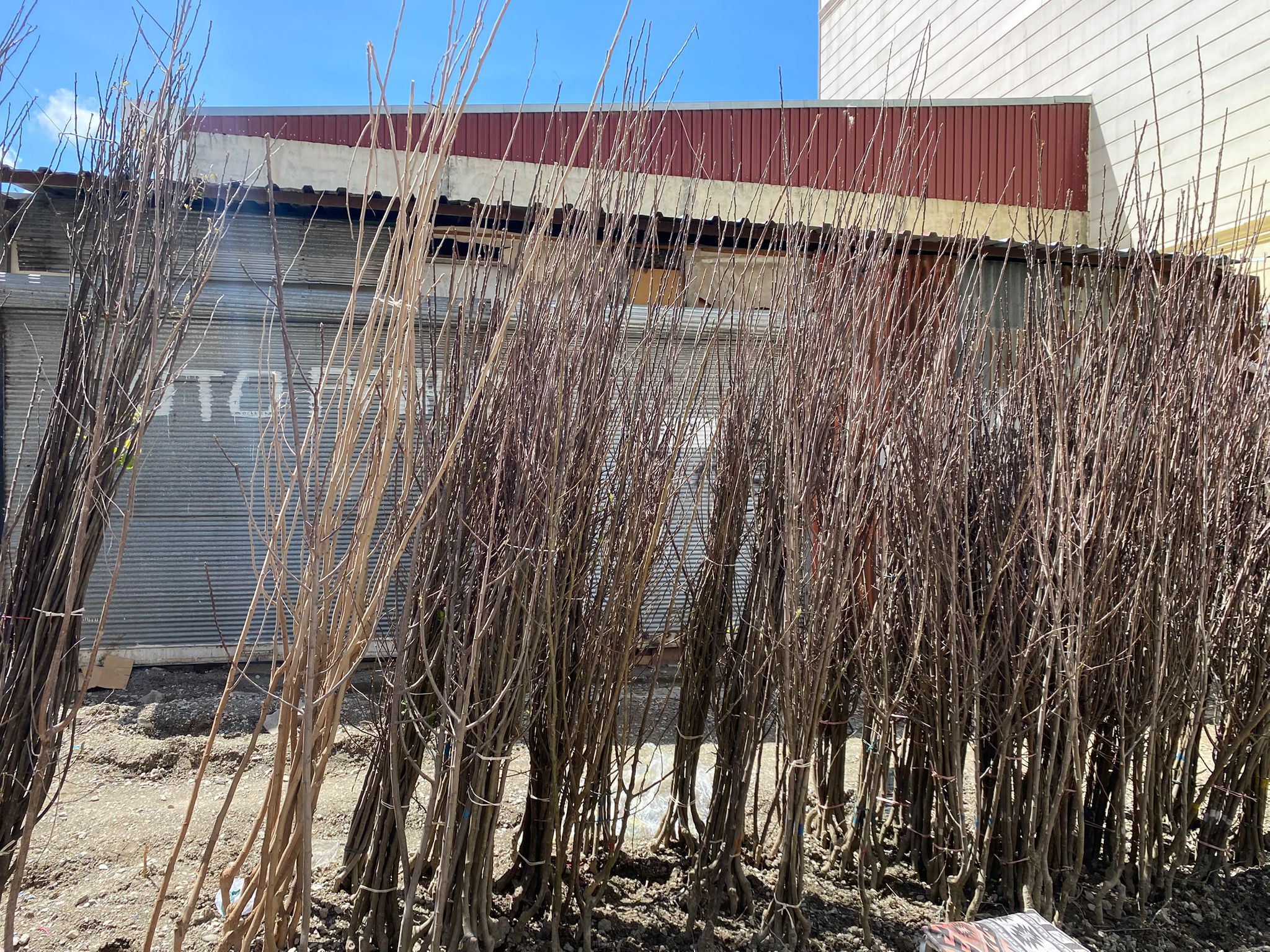 C73A9867 9637 4Db2 Ae35 952C4B5Dfbb2