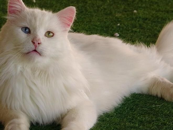 Iha.vankedisi 4 3 1634124346