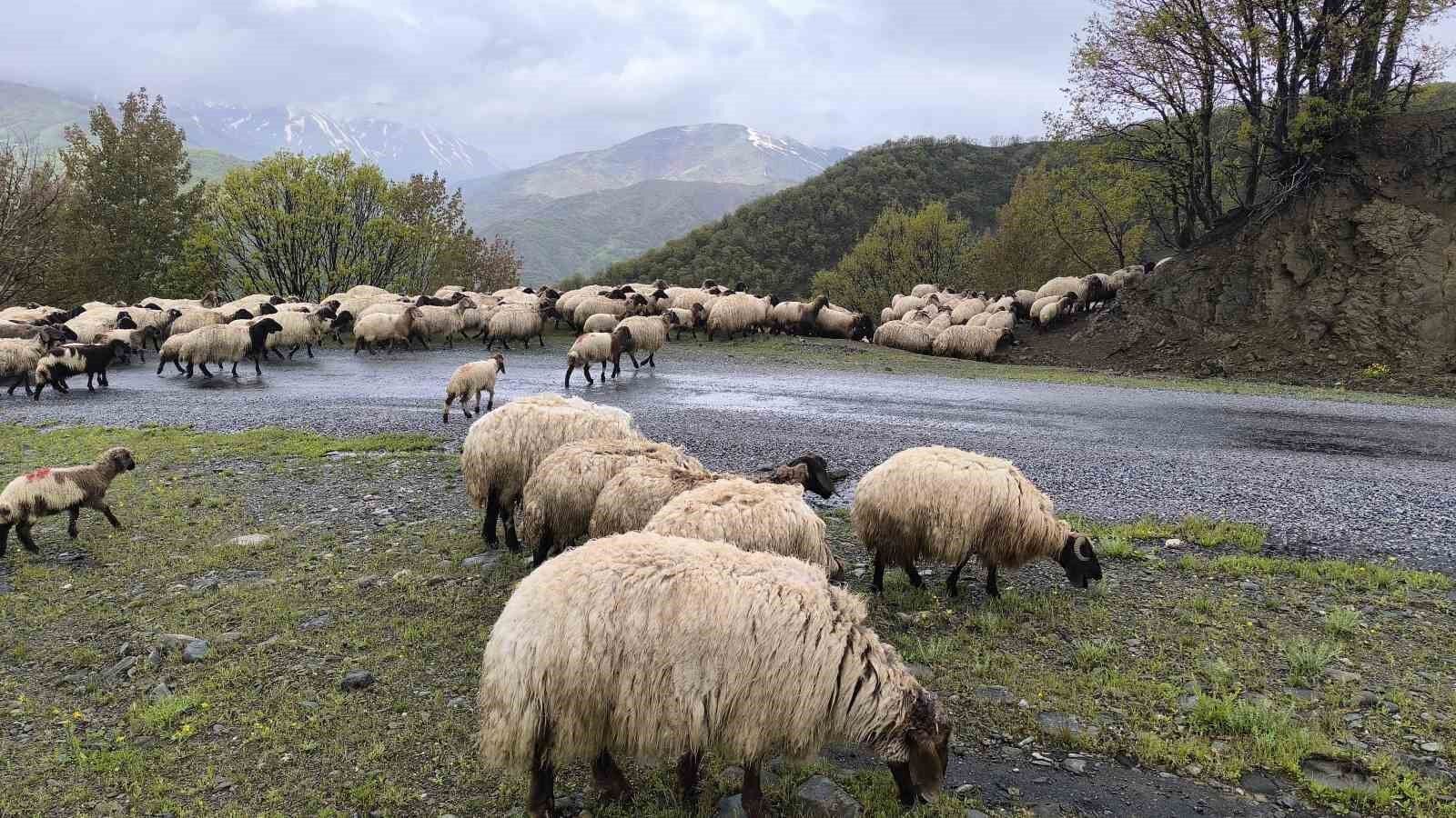 Muş 2