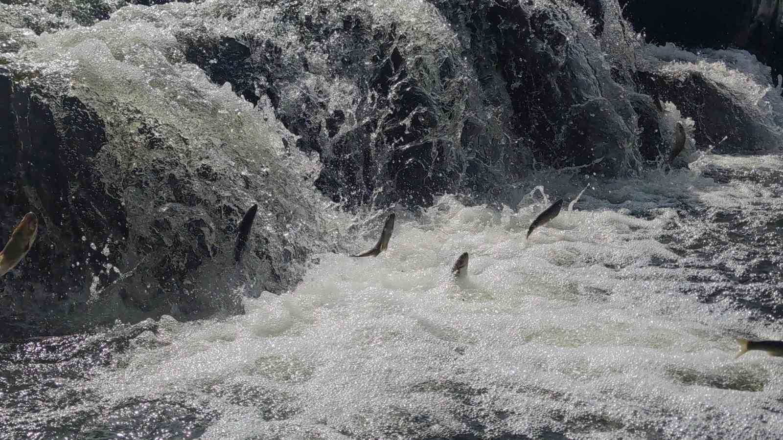 İnci kefalinin muhteşem yolculuğu