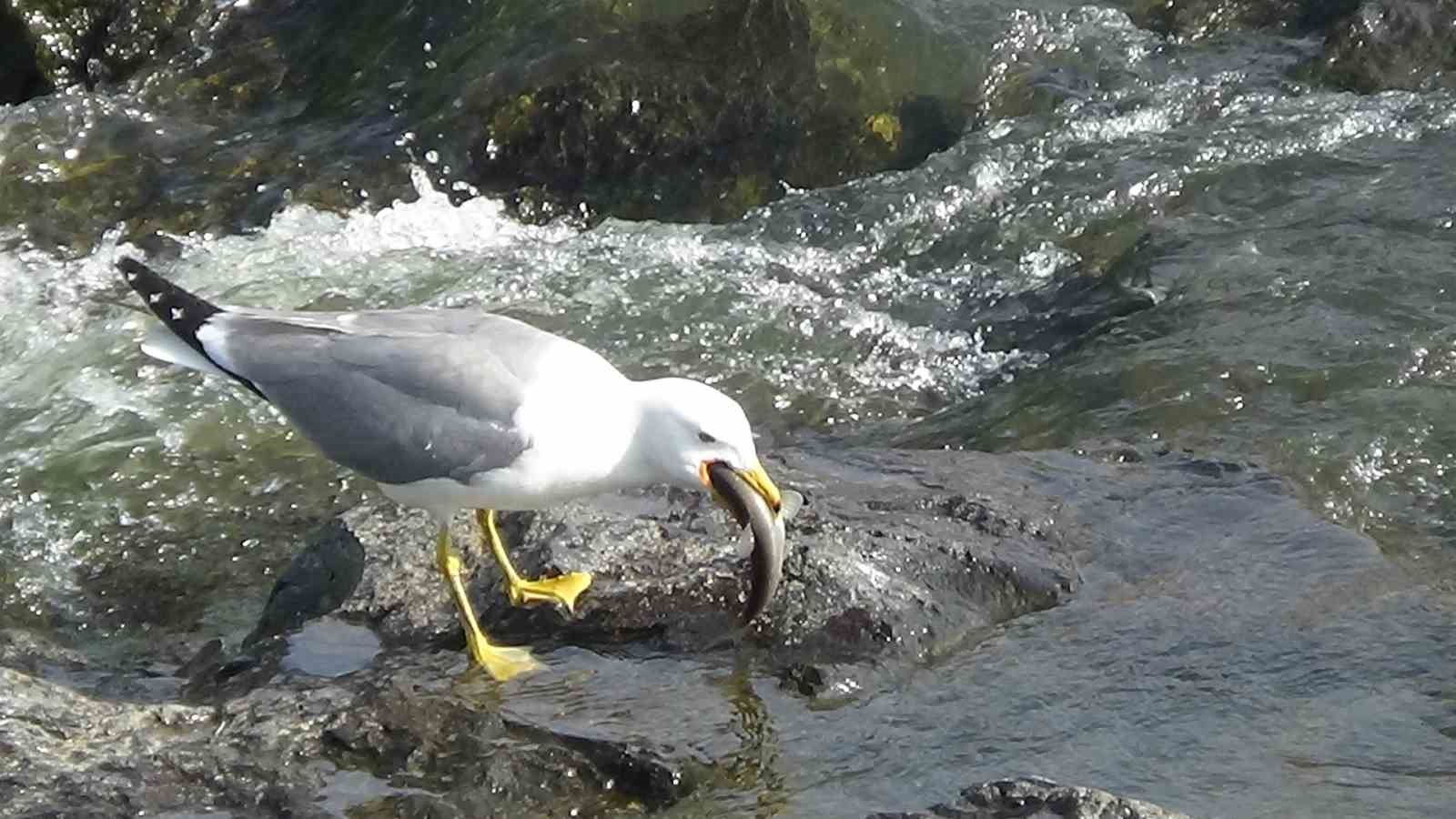 İnci kefalinin muhteşem yolculuğu