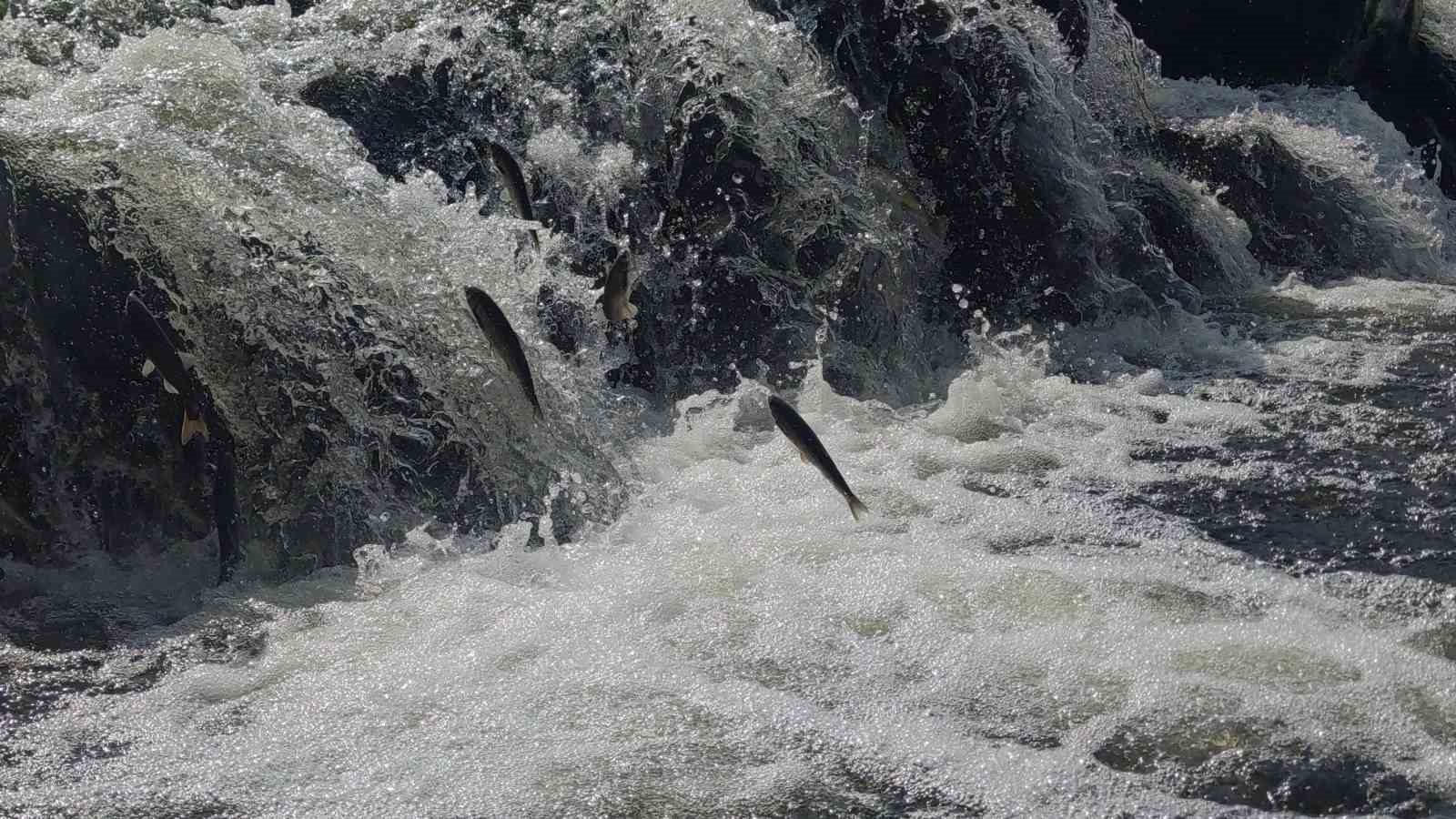 İnci kefalinin muhteşem yolculuğu
