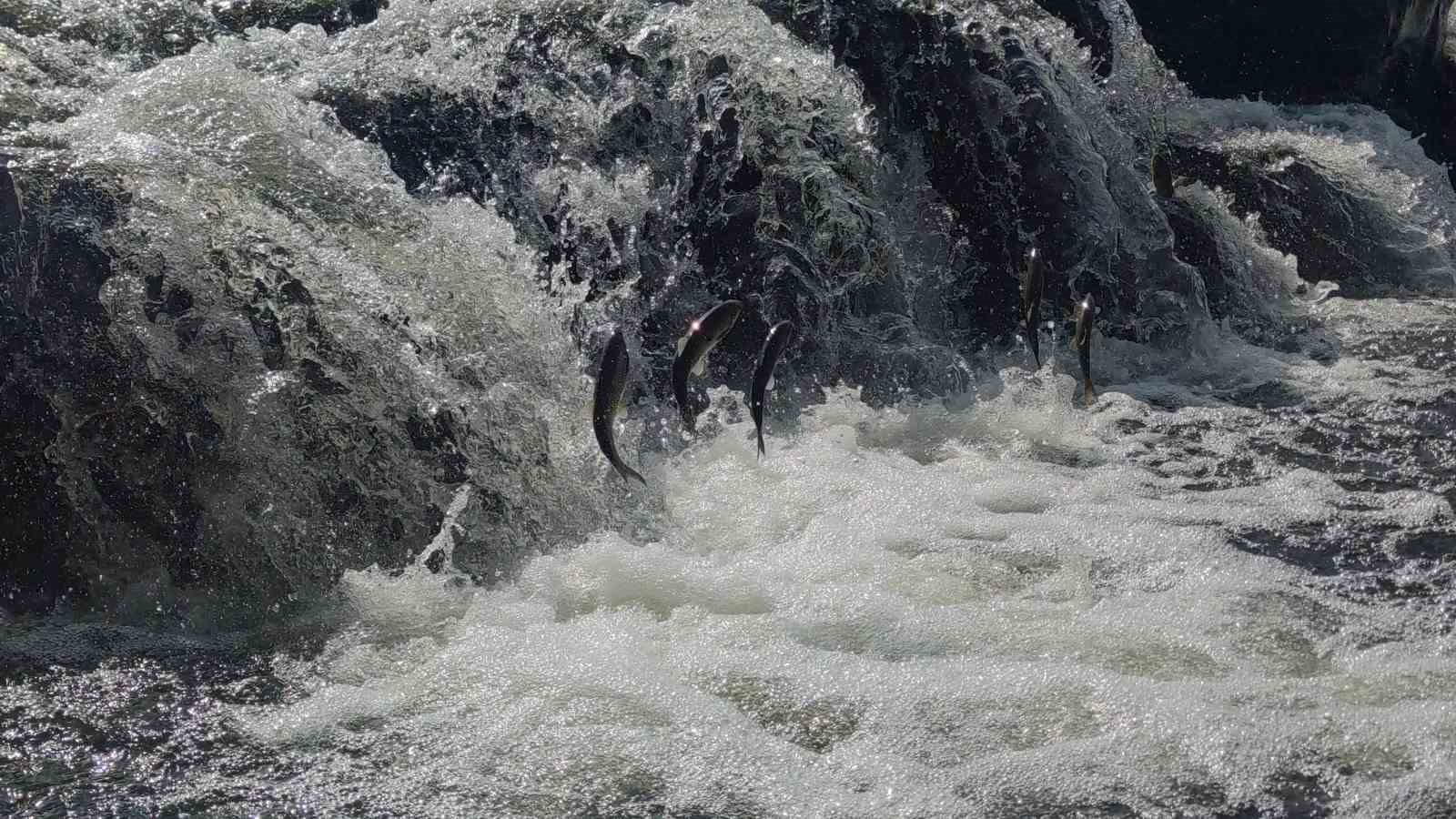 İnci kefalinin muhteşem yolculuğu