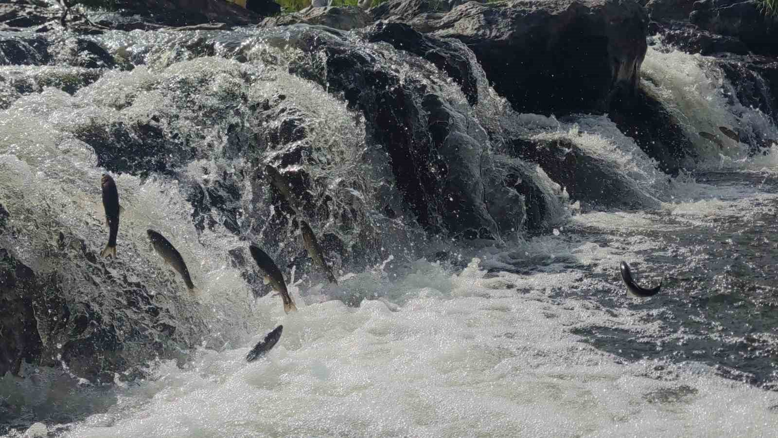 İnci kefalinin muhteşem yolculuğu
